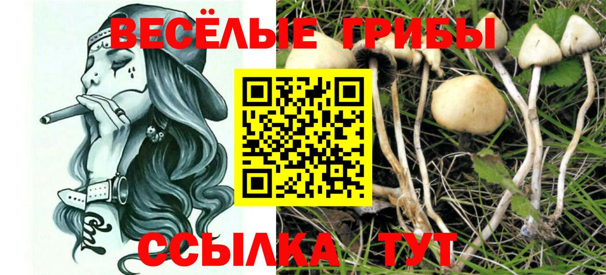 наркошоп  Галлюциногенные грибы Psilocybine cubensis  Вход с VPN  Гагарин 
